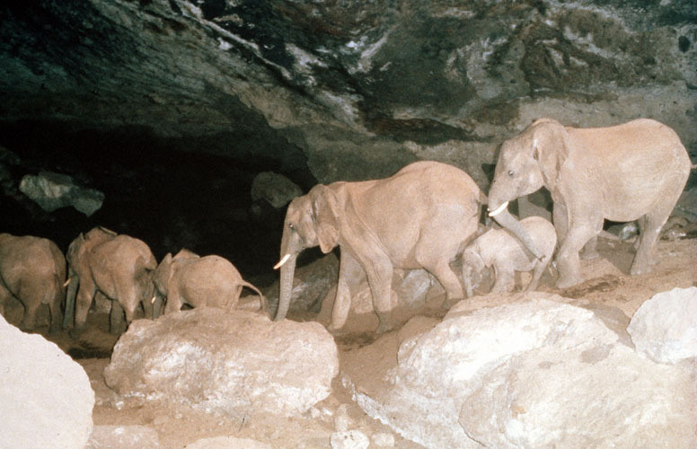 kitum cave
