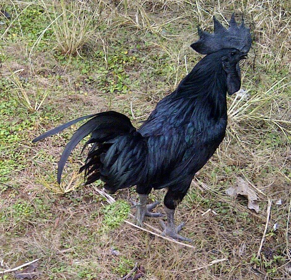 Indonesian Ayam Cemani rare black chickens in Java, Indonesia
