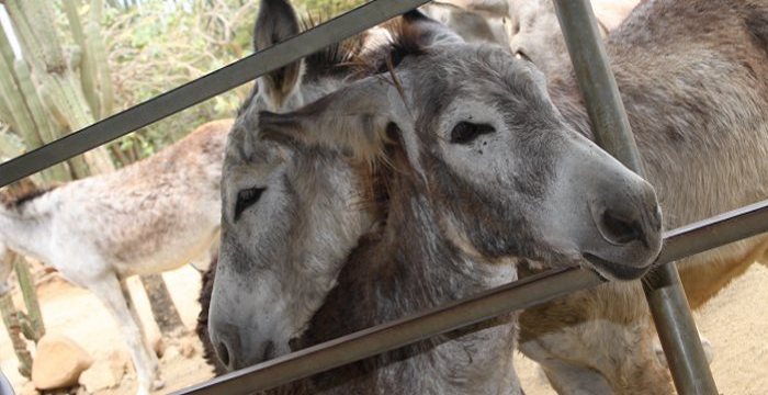 donkey sanctuary aruba