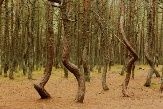 dancing forest