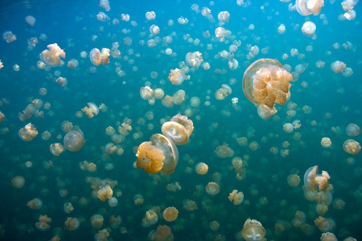 jellyfish lake palau