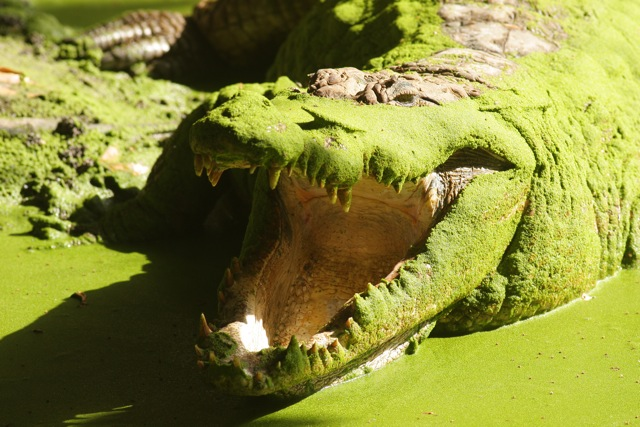 Kachikally crocodiles